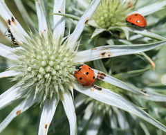 Eryngium bourgatii