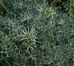 Eryngium bourgatii