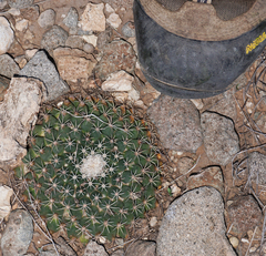 Mammillaria meiacantha