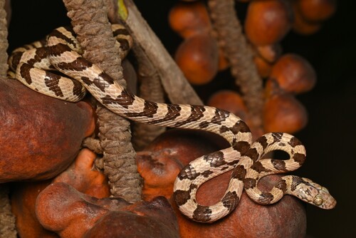 Ampijoroa Tree Snake