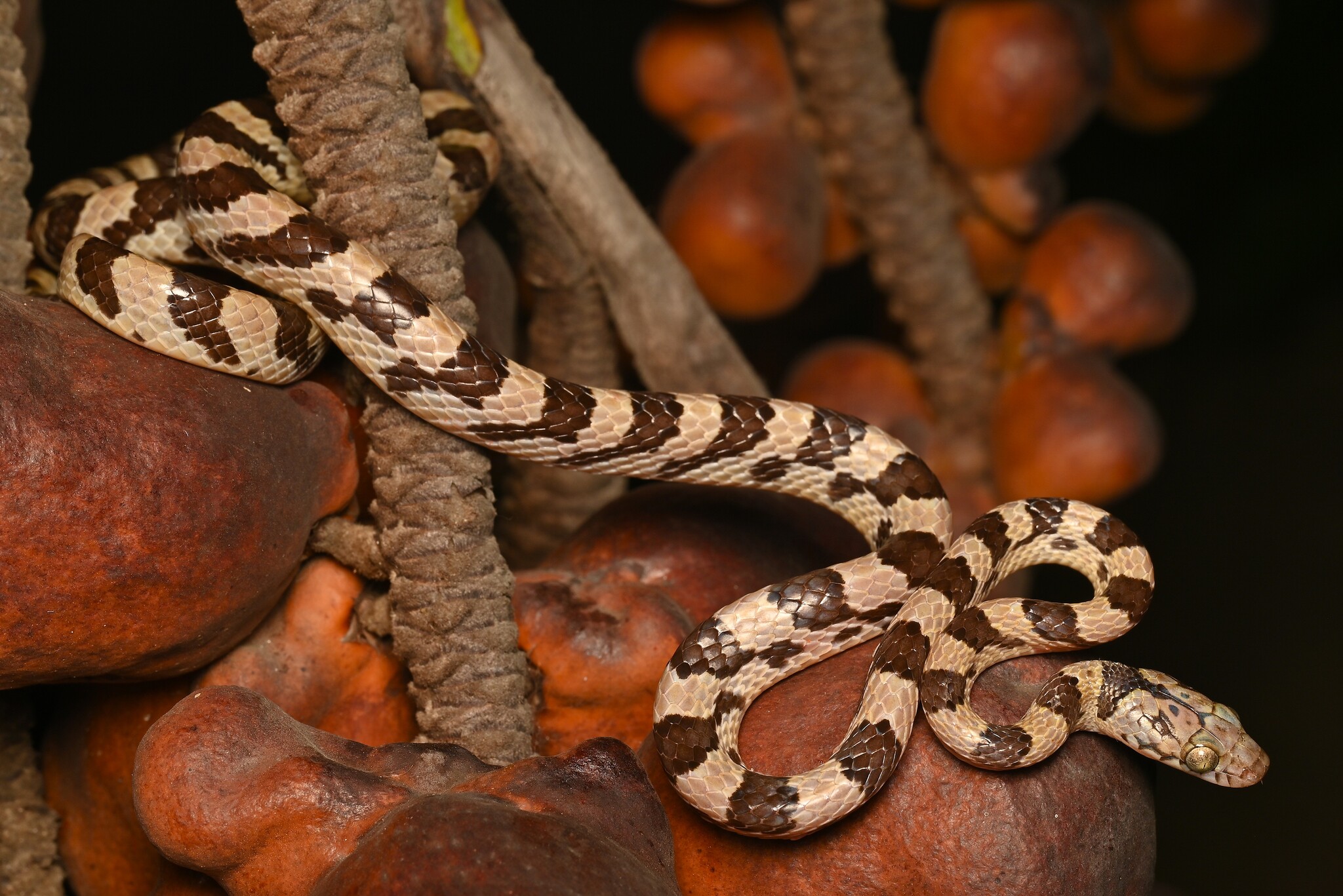 Ampijoroa Tree Snake, Lycodryas pseudogranuliceps