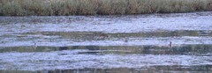 Podilymbus podiceps