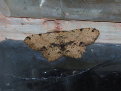 Microcalicha melanosticta