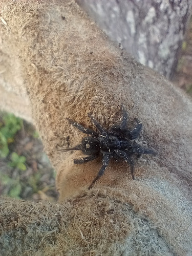 Ischnothele annulata