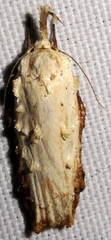 Tonica