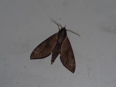 Acosmerycoides harterti