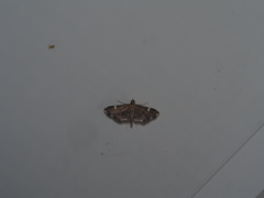 Diathrausta profundalis