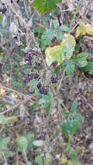 Rubus ulmifolius