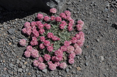Eriogonum ovalifolium rubidum