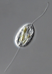 Anisonema acinus