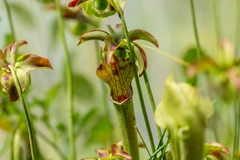 Sarracenia jonesii