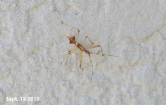 Epidaus tuberosus