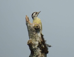 Chloropicus poecilolaemus