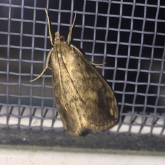 Evergestis rimosalis