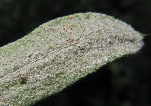 Neoerysiphe galii