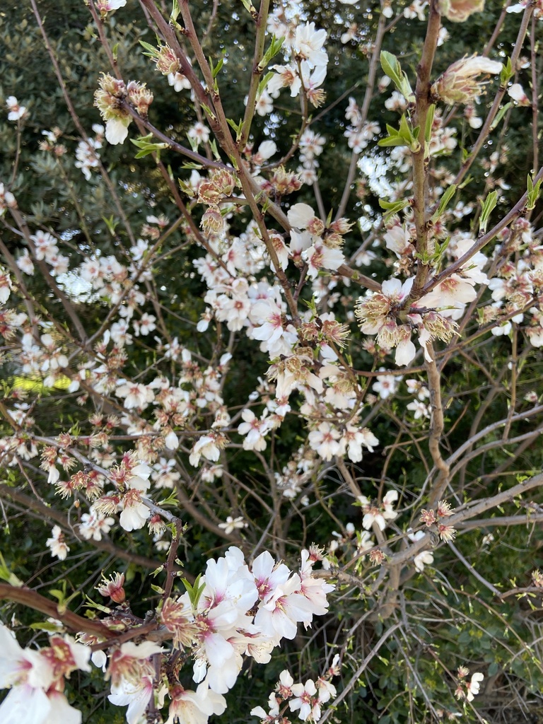Prunus dulcis