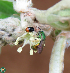 Lexiphanes semicyaneus