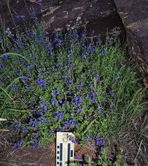 Salvia lycioides