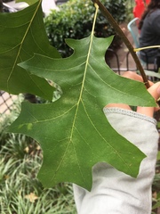 Quercus rubra