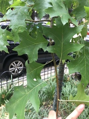 Quercus rubra