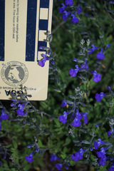 Salvia lycioides