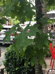 Quercus rubra