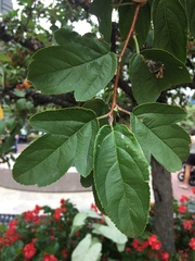 Malus