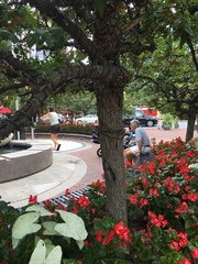 Malus
