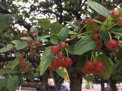 Malus