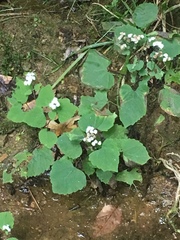 Ageratina luciae-brauniae