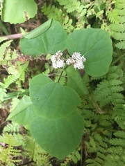 Ageratina luciae-brauniae