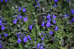 Salvia lycioides