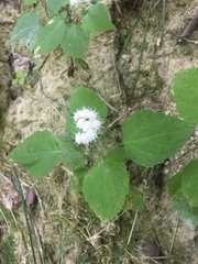 Ageratina luciae-brauniae