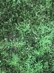 Mononeuria cumberlandensis