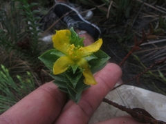 Hypericum mexicanum