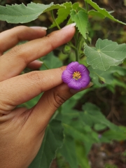 Batesimalva violacea