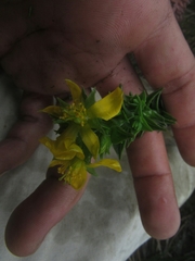 Hypericum mexicanum