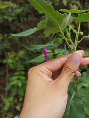 Batesimalva violacea