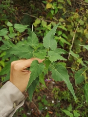 Batesimalva violacea