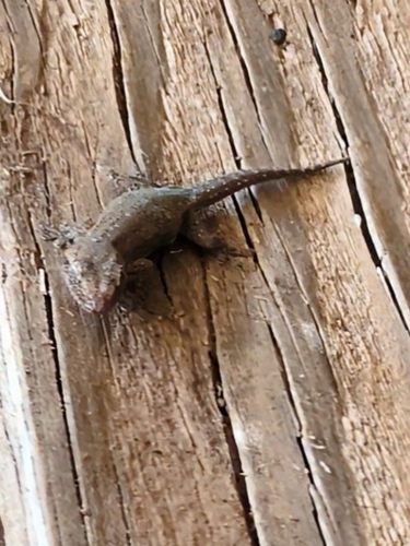 Hemidactylus frenatus observed 2025-06-06