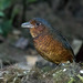 Giant Antpitta - Photo (c) Jen Cross, some rights reserved (CC BY-NC), uploaded by Jen Cross