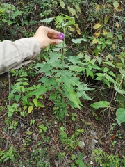 Batesimalva violacea
