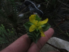 Hypericum mexicanum