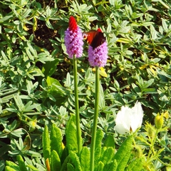 Primula vialii