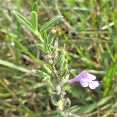 Hedeoma reverchonii