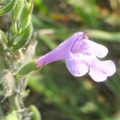 Hedeoma reverchonii
