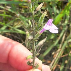 Hedeoma reverchonii