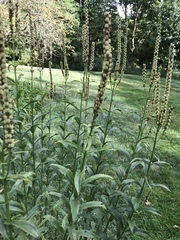 Veronicastrum virginicum