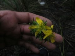 Hypericum mexicanum