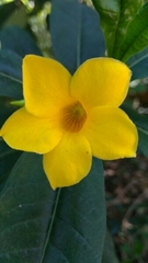 Allamanda